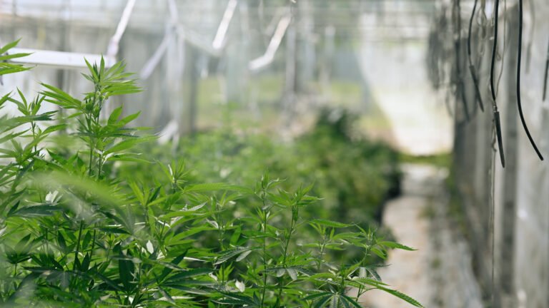 An Analysis of the Pros and Cons of Growing Cannabis Indoors vs. Outdoors