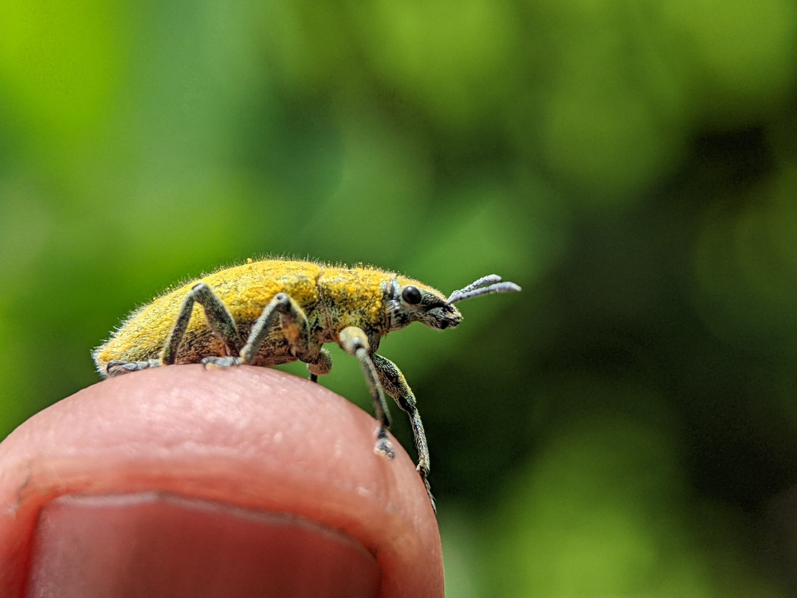 You are currently viewing How to Control Pests in Tent-Grown Marijuana